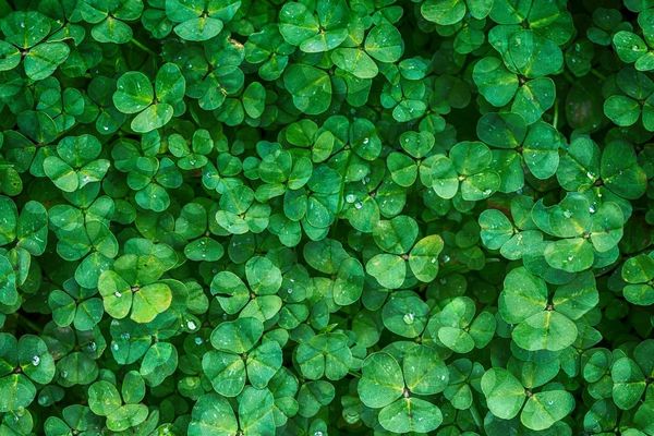 Як не витратити гроші даремно: 7 способів обчислити підробку вивчи фото     
   Знайди