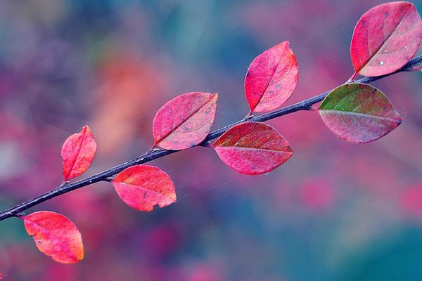 Лікування бешихи шкіри ноги сучасними препаратами та антибіотиками При пиці Лікування бешихи шкіри ноги сучасними препаратами та антибіотиками При пиці